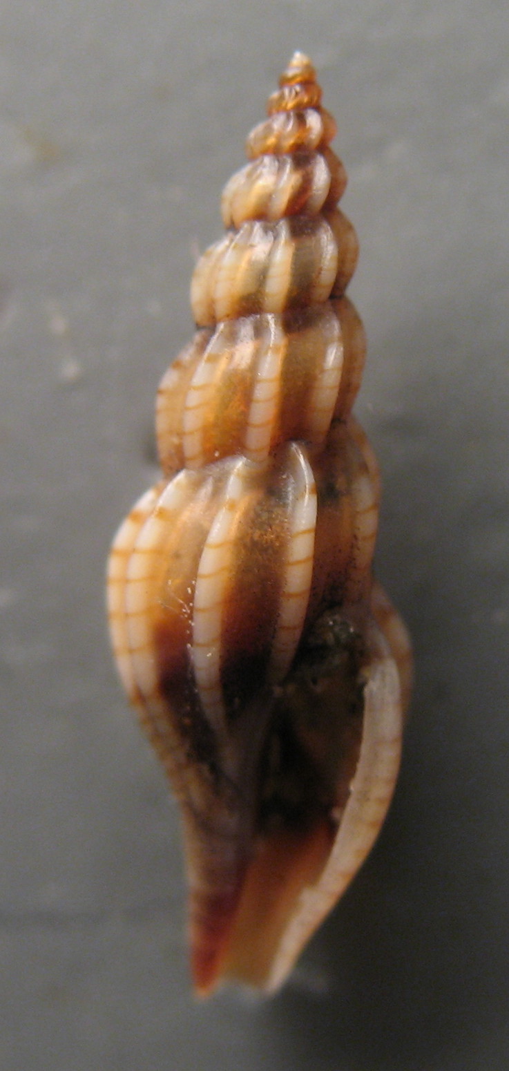 Conidae  nel Mediterraneo : Genere Mangelia